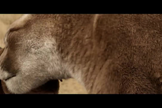 do realistic 3d animal animation, cgi animal model, 3d animal rig, fur xgen vfx