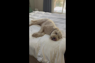 create dog ugc videos for your amazon pet product listing