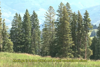 add subtitle and lyrics to video