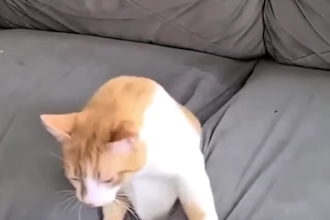 create funny cats and dogs videos for youtube instagram tiktok