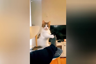do funny animal video and shorts video youtube and facebook