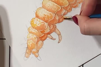 create beautiful watercolor animals, insects or nature