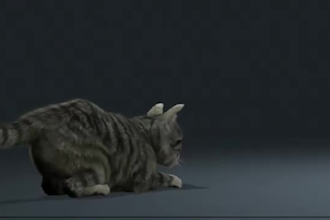 create 3d cat animation, 3d cat design, 3d character design, 3d animal animation