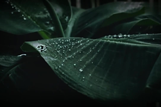 create relaxing natural rain videos