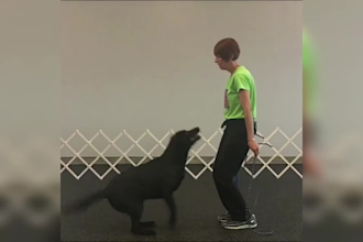 create monetizable funny baby and pet compilation videos for youtube