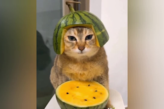 create  funny animals videos, funny pets videos for tiktok , fb ,yt in 24 hr