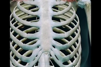 create 3d medical animation, anatomy, surgery animation, 3d explainer video