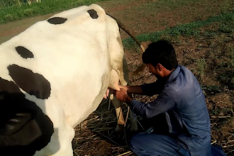 create funny birthday video while cow milking style