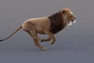 do 3d animal model 3d creature with xgen ,realistic fur 3d animal animation, cgi