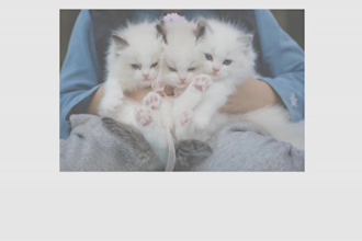 write SEO optimized pet article or blog for you