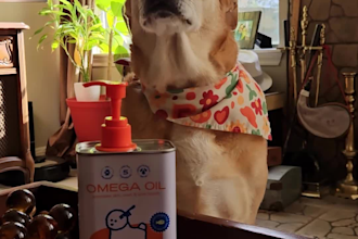 create ugc dog content for tiktok or video social media ads