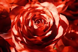 3d cgi perfume animation 3d perfume animation 3d fragrance 3d bottle animation
