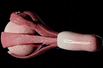 sculpt any human organ in blender