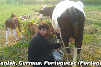 wish funny birthday video or any message while cow milking