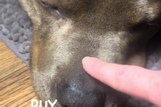 create cat or dog ugc videos for your product or services