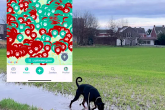make ugc videos and ads with my dogs