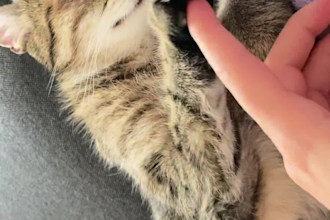 create ugc videos in german with my cat