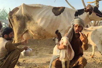 wish african happy birthday video funny happy birthday video