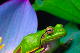 do 3d flower design, 3d flower, 3d flower animation,3d plant,3d plant animation