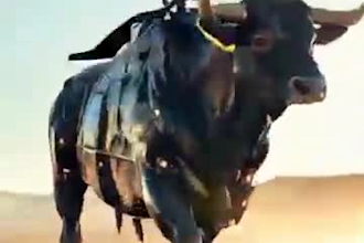 do viral hybrid animal fusion, ai fusion reels and videos