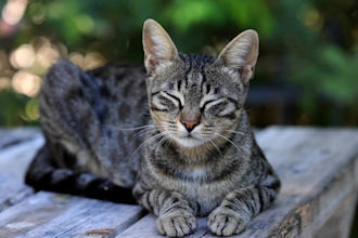 create cat sleep calming relaxing music video