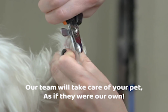 create 3 pet care, and dog grooming service promo video