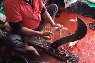 provide you with expert films of fish cutting for your social media