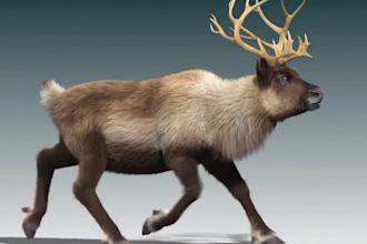 do 3d animal model, 3d creature with xgen hair, realistic fur in 3d animal model