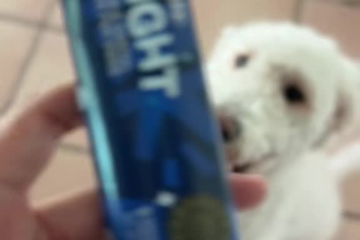 provide ugc photos and videos of my dog for your brand