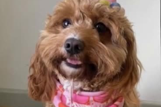 make your pet talk in a funny animated video
