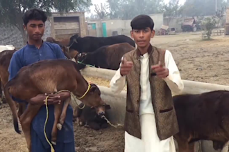 happy birthday video africa or funny happy birthday
