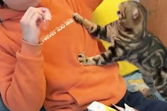 provide funny animal videos with SEO channel setup
