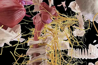 2d 3d medical animation anatomy, 3d explainer bodies video animation,3d video