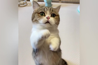 create copyright free funny cats and dogs viral videos for yt fb tiktok