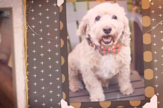 create a slideshow memorial video for your special family pet