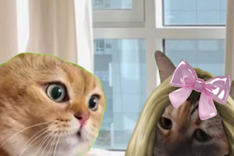 make cat memes explainer and facts videos