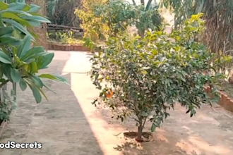 make village cooking video recipes with proper presentation