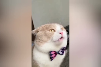 create funny animal videos and pets compilation within 24 hours