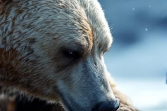 create emotional rescue animal video that inspire and engage