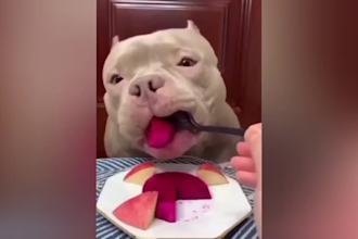 create funny viral cat dog animal pet videos compilation for youtube