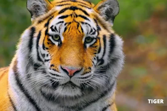 create wild animals , wildlife copyright free  videos for youtube