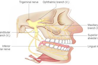 draw medical, anatomy, and biology diagrams illustration