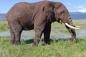 be your tanzanian safari consultant and itinerary planner
