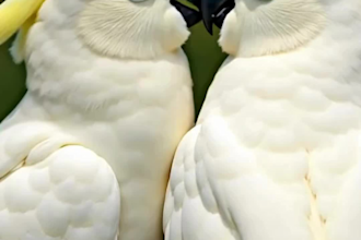 create ai animals viral videos for youtube and tiktok reels