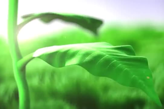 make detailed 3d flower animation, plant animation and animated product videos