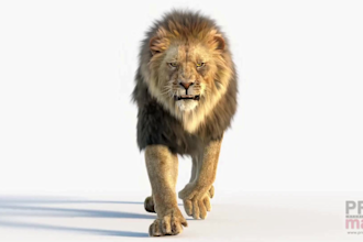 do realistic cgi animal animation, 3d animal model and rigging for film or games