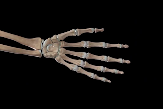 create high quality 3d medical animation video, 3d anatomy videos, 3d animation