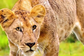 integrate 3d animal design 3d animal model, animal rigging, cgi animal animation