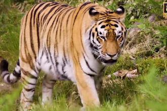 create animals channel and upload 8k ultra vison 30 videos HD quality