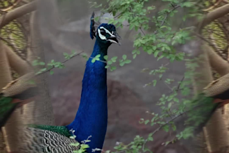 take photos and videos you need of delhi ncr, india
